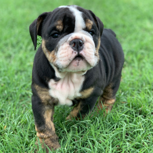 Bulldog Puppy Mudd