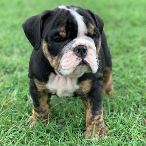 Bulldog Puppy Mudd