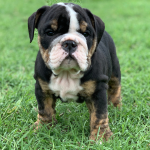 Bulldog Puppy Mudd