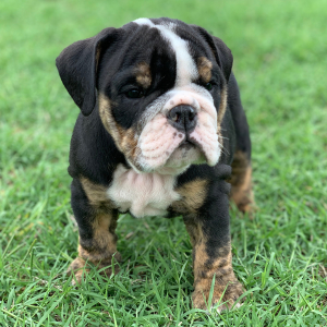Bulldog Puppy Mudd