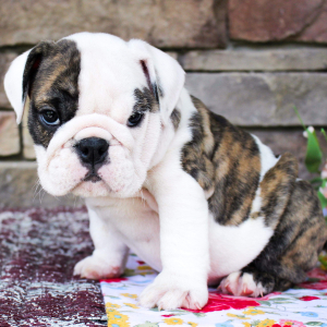 Bulldog Puppy Baby Cookie