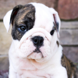 Bulldog Puppy Baby Cookie