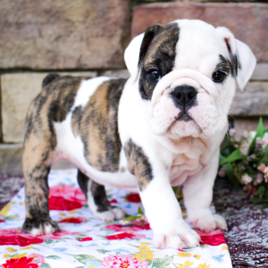 Bulldog Puppy Baby Cookie