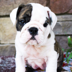 Bulldog Puppy Baby Cookie