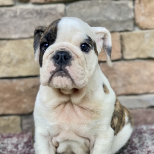 Bulldog Puppy Baby Cookie