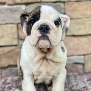 Bulldog Puppy Baby Cookie
