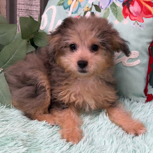 Aussiedoodle Puppy Gabby
