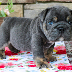 Bulldog Puppy Bubba Blue