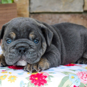 Bulldog Puppy Bubba Blue