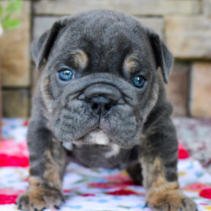 Bulldog Puppy Bubba Blue