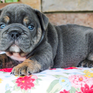Bulldog Puppy Bubba Blue