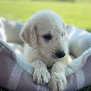 Labradoodle Puppy Bodey