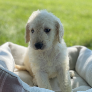 Labradoodle Puppy Bodey