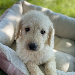 Labradoodle Puppy Bodey