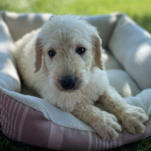 Labradoodle Puppy Bodey
