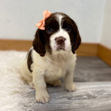 English Springer Spaniel Puppy Arlene