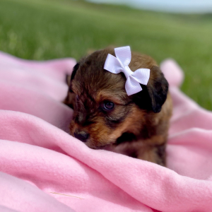 Aussiedoodle Puppy Calee