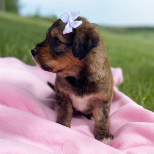 Aussiedoodle Puppy Calee