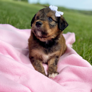 Aussiedoodle Puppy Calee