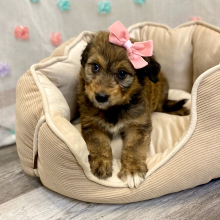 Aussiedoodle Puppy Calee