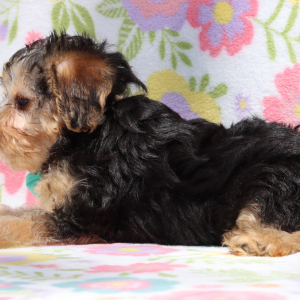 Yorkiepoo Puppy Jenkins