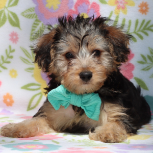Yorkiepoo Puppy Jenkins
