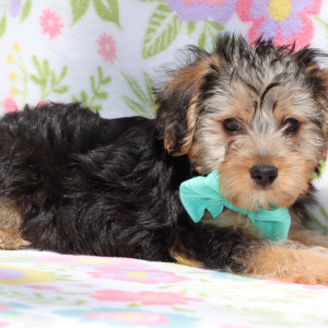 Yorkiepoo Puppy Jenkins