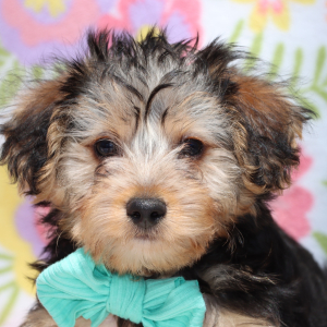 Yorkiepoo Puppy Jenkins