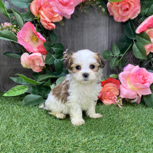 Havanese Puppy Aero