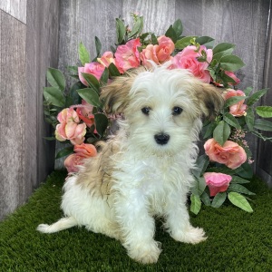 Havanese Puppy Aero
