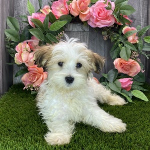 Havanese Puppy Aero