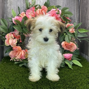 Havanese Puppy Aero