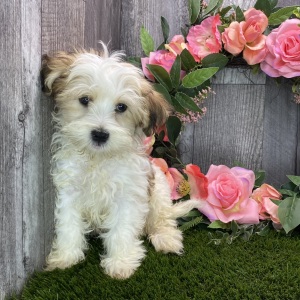 Havanese Puppy Aero