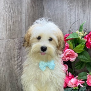 Havanese Puppy Aero