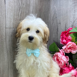 Havanese Puppy Aero