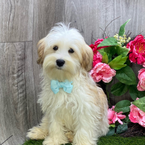 Havanese Puppy Aero