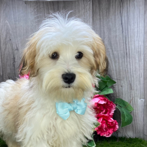 Havanese Puppy Aero