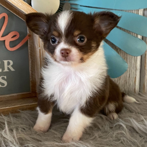 Chihuahua Puppy Travis