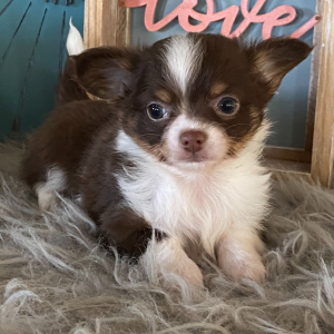 Chihuahua Puppy Travis