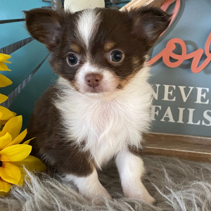 Chihuahua Puppy Travis