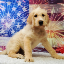 Labradoodle Puppy Sweetie