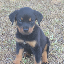 Rottweiler Puppy Lilly