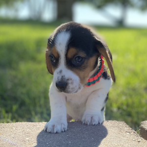 Beagle Puppy Gati