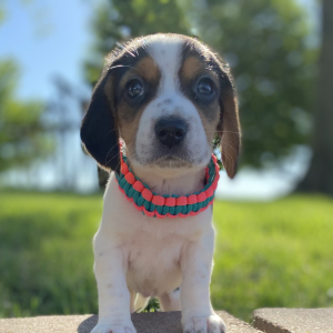Beagle Puppy Gati