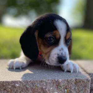 Beagle Puppy Gati