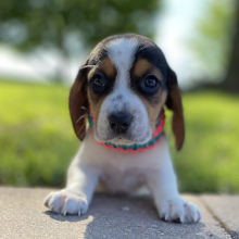 Beagle Puppy Gati