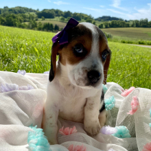 Beagle Puppy Lizzi