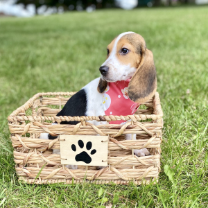 Beagle Puppy Lizzi