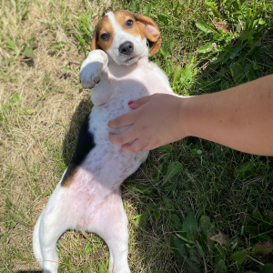 Beagle Puppy Lizzi