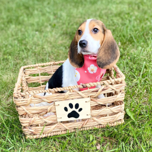 Beagle Puppy Lizzi